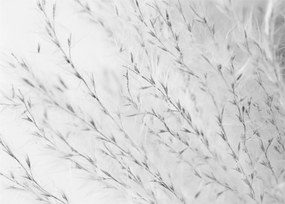 Obraz - Pampas grass N⁰2 (70x50 cm)