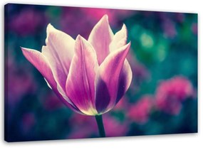 Obraz na plátně Tulipány Květiny Příroda Fialová - 90x60 cm