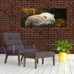Obraz - Odpočívajúci vlk (120x50 cm)