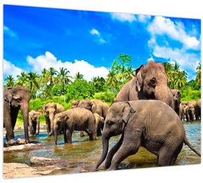 Sklenený obraz - Slony, Sri Lanka (70x50 cm)