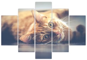 Obraz mačky na podlahe (150x105 cm)
