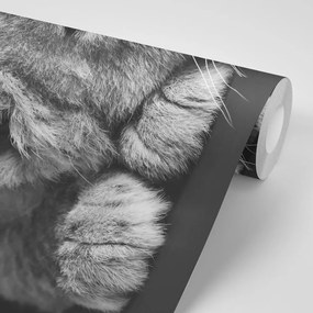 Samolepiaca fototapeta čiernobiele roztomilé levíča