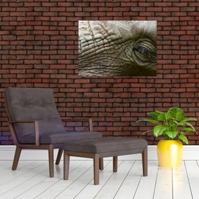 Sklenený obraz - Detailné fotografie starého slonieho oka (70x50 cm)