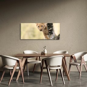 Obraz levíčaťa (120x50 cm)