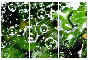 Kvapky vody - obrazy