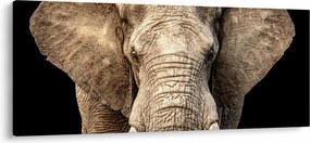 Obraz - Slon africký (120x50 cm)