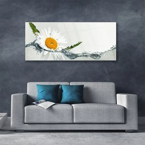 Obraz plexi Sedmokráska vo vode 125x50 cm