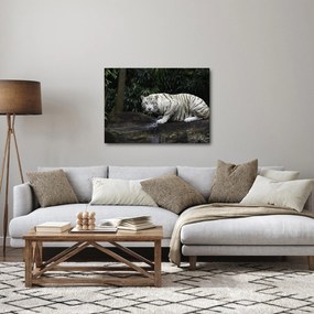 Obraz - Tiger albín (70x50 cm)