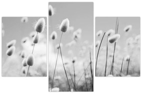Obraz - Boho bunny tail grass (90x60 cm)