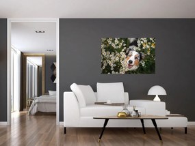 Obraz - Austrálsky ovčiak (90x60 cm)