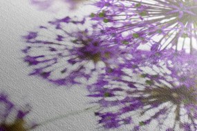 Obraz kvitnúce fialové kvety cesnaku Varianta: 100x50