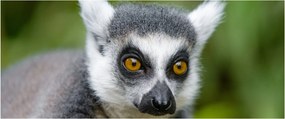 Obraz lemura (120x50 cm)