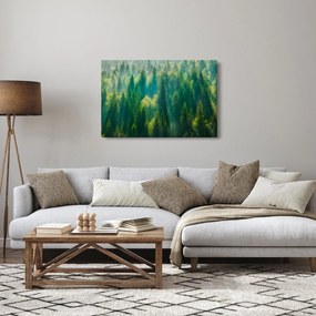 Obraz - Borovicový les (90x60 cm)