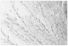 Obraz - Pampas grass N⁰2 (90x60 cm)