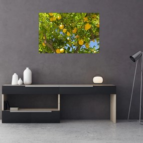 Obraz - Citrónovník (90x60 cm)