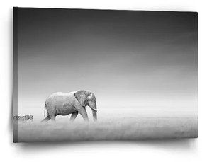 Sablio Obraz Slon a zebra - 60x40 cm