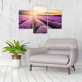 Obraz - Východ slnka v levanduľovom poli (90x60 cm)