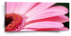 Sablio Obraz Ružová gerbera - 110x50 cm