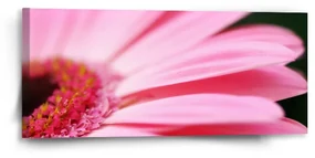 Sablio Obraz Ružová gerbera - 110x50 cm