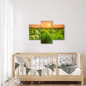 Obraz - Pole (90x60 cm)