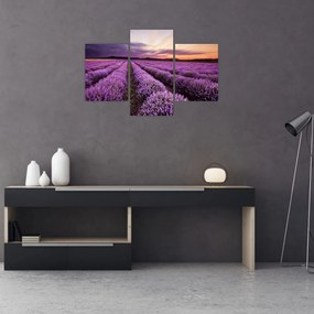 Obraz - Levanduľové pole pri západe slnka (90x60 cm)