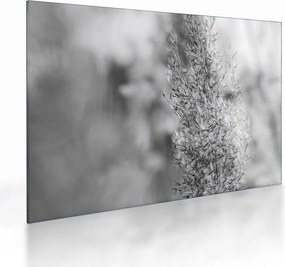 Sklenený obraz - Boho pampas grass (70x50 cm)