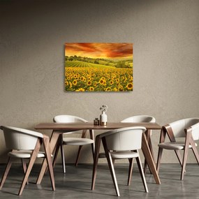 Sklenený obraz - Slnečnicové pole (70x50 cm)