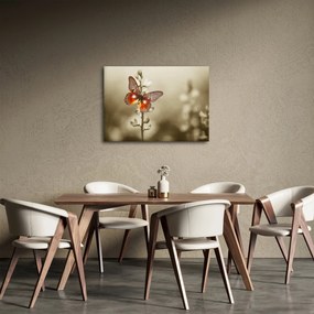 Obraz motýľa (70x50 cm)