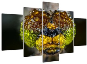 Detailný obraz očí hmyzu (150x105 cm)