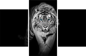 Obraz - Tiger s modrými očami (90x60 cm)