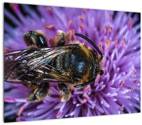Sklenený obraz včely na kvetine (70x50 cm)