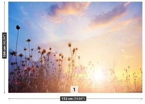 Fototapeta Vliesová Lúčne kvety 208x146 cm