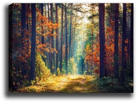 Obraz na plátne Zázračný les 50x70 cm