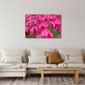 Obraz - Ružové tulipány (90x60 cm)
