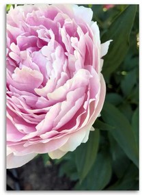 Obraz na plátně, Pivoňka Květina Rostlina - 70x100 cm