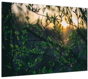 Sklenený obraz presvitajúceho slnka cez vetvičky stromov (70x50 cm)