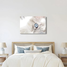 Obraz - Mačka s modrými očami (90x60 cm)