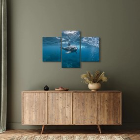 Obraz - Delfín pod hladinou (90x60 cm)