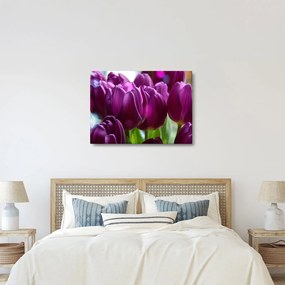 Obraz tulipánov (70x50 cm)