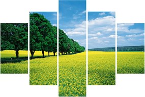 Obraz poľa s alejou (150x105 cm)