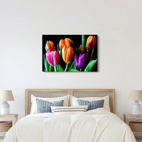 Obraz tulipánov na čiernom pozadí (90x60 cm)