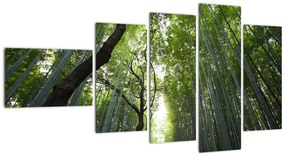 Obraz lesov