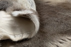 Koberec RENIFER POK017 sivý / biely