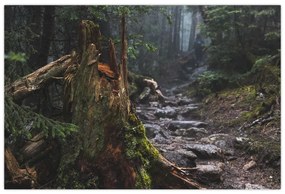 Obraz - V lese (90x60 cm)