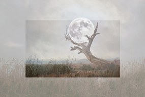 Tapeta mesiac v náručí stromu - 300x200