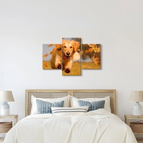 Obraz - Zlatý retriever (90x60 cm)