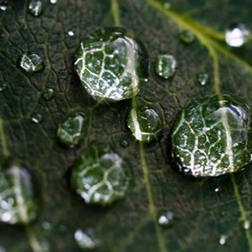 Ozdobný paraván Zelené listy kapky vody - 180x170 cm, päťdielny, obojstranný paraván 360°