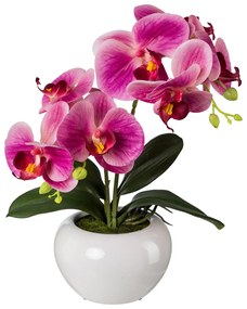 Gasper Orchidea v keramickom kvetináči, 35 cm, fuchsia