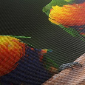 Obraz papagájov (70x50 cm)
