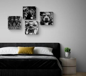 Set obrazov zvieratá v čiernobielom prevedení pop art štýlu - 4x 60x60